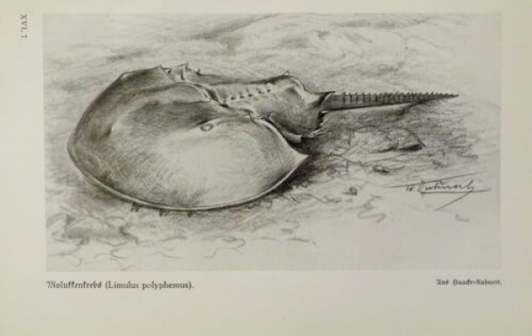 1926 - Molukkenkrebs (Limulus polyphemus) - alter Druck